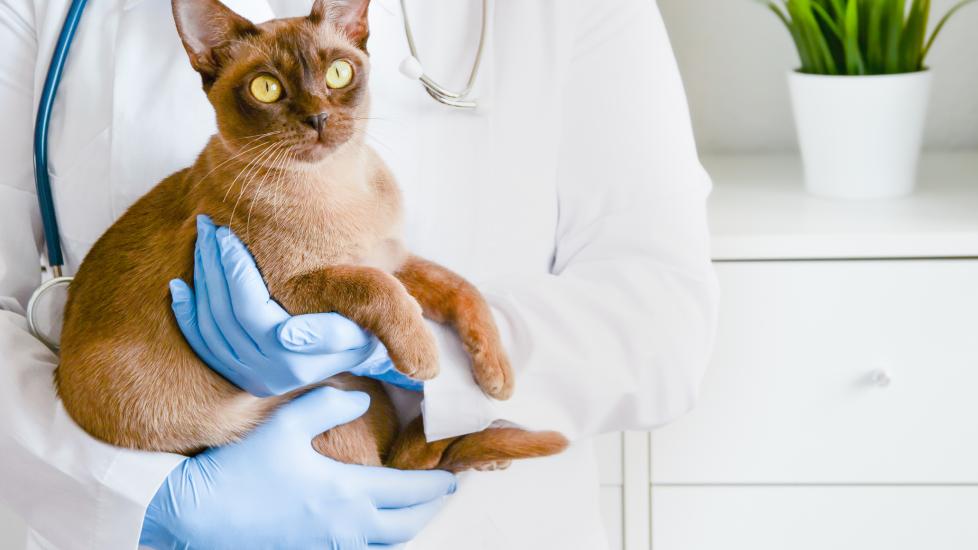 Salmonellosis in Cats PetMD